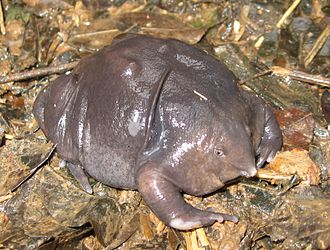 Grenouille anoure