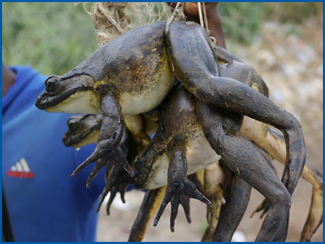 grenouille Goliath du Cameroun