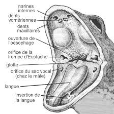 Bouche de grenouille