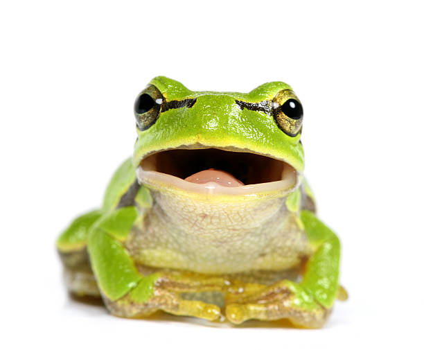 Une grenouille