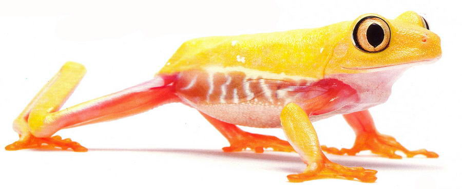 Aqalychnis callidryas joue la sobriété avec ce jaune doré