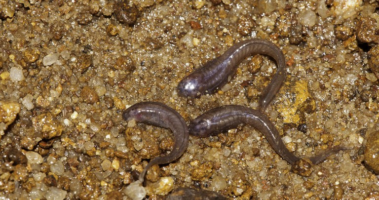 Les têtards des Micrixalus