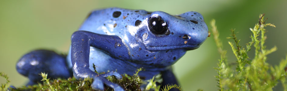 Vives couleurs d'une grenouille bleue