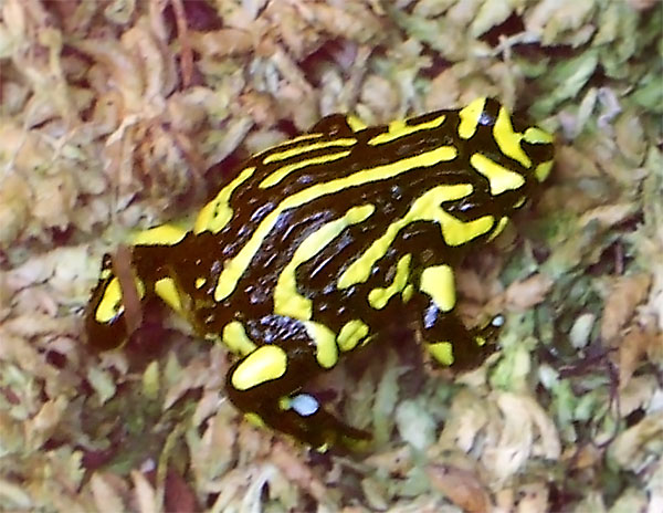 Phyllobates terribilis et ses toxines