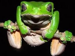 Grenouille arboricole