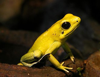 Certaines espèces de grenouilles produisent des mélanges d’antibiotiques puissants.
